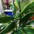 Healthy plant in a ceramic pot 1 thumbnail