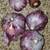 Garlic (seed) - Beyond Sustainable Life 2 thumbnail