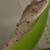 Geckos with free enclosure! MAJOR SALE Reptiles geckos 5 thumbnail