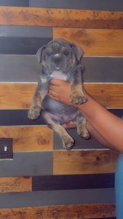English bulldog puppies (Federal way)63697527249153120