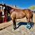 Mare 1 thumbnail