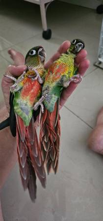 Loro verde cotorra pájaro loros (Austin)63310877238787123