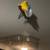 Parrot lovebird parrotlet 1 thumbnail