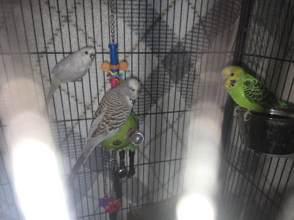 Parakeets 1