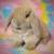 💗💕💝 Holland Lop Bunnies 💝💕💗 4 thumbnail