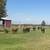 12 Angus Cross Heifers & Bulls – 250-350 lbs – Pasture Raised! 3 thumbnail