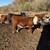 Heifers for Sale 2 thumbnail