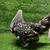 Hens/ducks/geese/ginnies 4 thumbnail