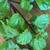 Homegrown CREEPING CHARLIE PLANTS MIRACLE GROW SOIL 6 thumbnail