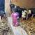 Baby Pigs Short breed 1 thumbnail