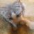Female kitten 8 thumbnail