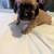 Chihuahua/dachshund mix puppies 1 thumbnail