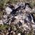 Hunting Cloths 1 thumbnail