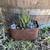 Succulent Planters in Vintage Pots, Sifters, and More 11 thumbnail