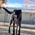 Remohing 3y German shephard 4 thumbnail