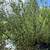 🫒 Olive Trees 🫒 3 thumbnail