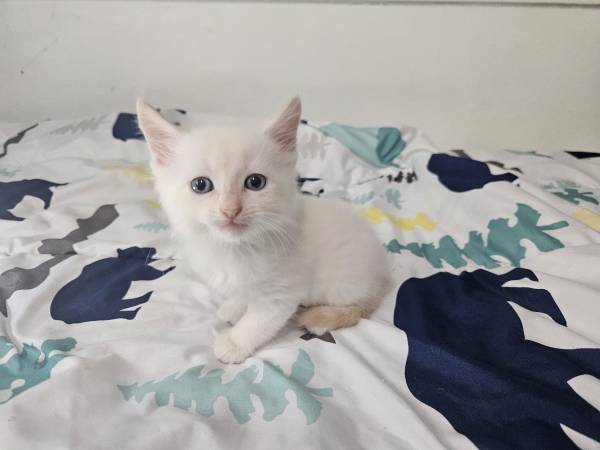 ¡¡Gatito! Hermoso gatito flamepoint de ojos azules (Oregon City)63842373965443120