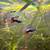 🐠 Dumbo Ear Fancy Guppies + 🦐 Cherry Shrimp + 🌱 Guppy Grass 3 thumbnail