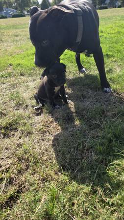 Rehoming sweet puppy (Hillsboro)63842373065729122
