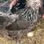 Easter Egger 4 thumbnail
