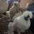 SHOW QUALITY SILKIES 7 thumbnail