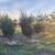 White Pine Trees Balled and Burlapped 12 thumbnail