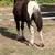 Gypsy cross filly 3 thumbnail