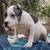 American Bully Pups 10 thumbnail