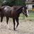 Dbl Reg. BLACK BEAUTY 2 yr old filly! 14 thumbnail