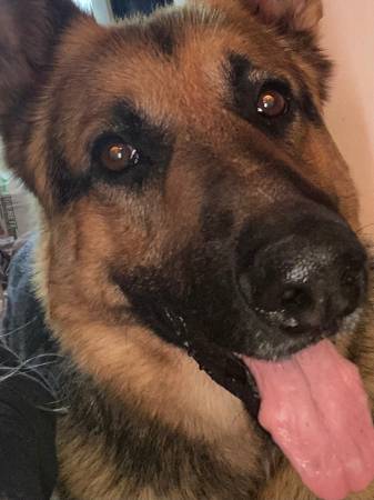 Dos pastores alemanes encontrados (Rio Rancho)63406229584769121