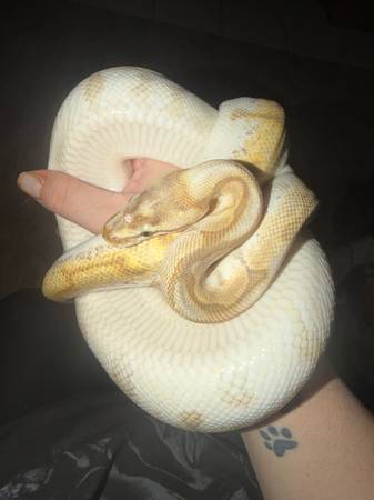 Lesser bee ball python 1