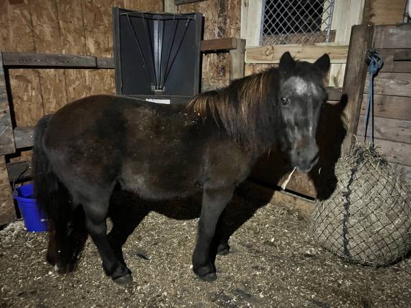 Pony gelding 1