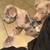 Pitbull Puppies 9 thumbnail