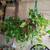 Live Plants 3 thumbnail