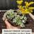 Native Plant: Broadleaf stonecrop (Sedum spathulifolium 'Cape Blanco') 1 thumbnail