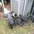 5 Beautiful Silkie Bantam Roosters 2 thumbnail