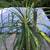 A large healthy and lovely ponytail palm plant 4 thumbnail