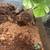 Tarantula 1 thumbnail