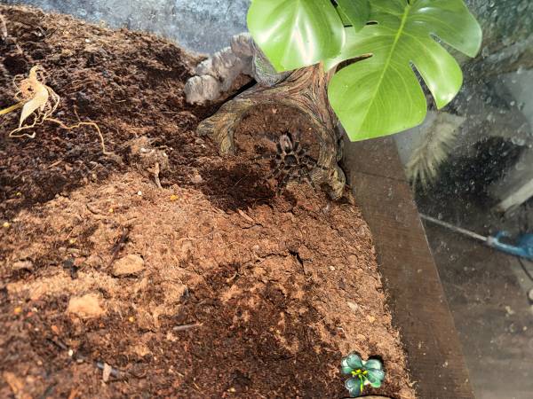 Tarantula 1