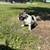 Female French Bulldog Pup 5 thumbnail