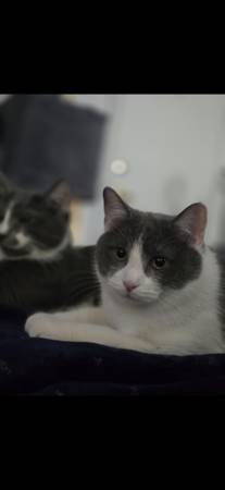 CAT - KITTEN (Cleveland)63939179098882121