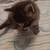 Kittens. 11 thumbnail