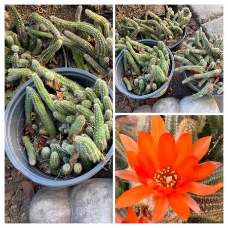 $10 EACH POTTED PEANUT CACTUS PLANT BLOOMS ORANGE-RED FLOWERS 1