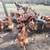 Chickens Laying hens 2 thumbnail