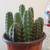 Cactus Babies - Little Pedros 2 thumbnail