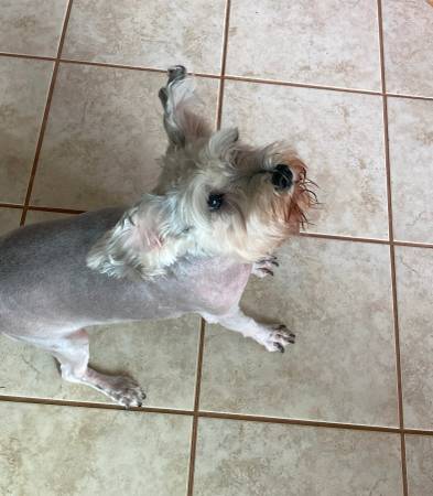 Miniature Schnauzer (Timberlake)63908216903810122
