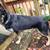 Max (German Shepard) 2 thumbnail