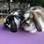 Mini Lop Bunny Rabbit 6 thumbnail