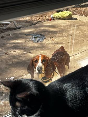 Rehoming Basset Hound! (Orangevale)63881395387521122
