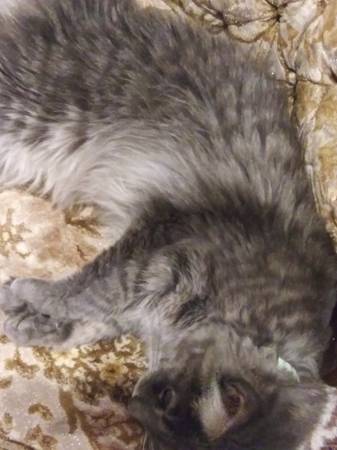 LOST/MISSING CAT - MALE MEDIUM HAIRED GREY TABBY (Boston)63348210454275120